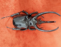 Groot zwart kevermodel <b><i>Chalcosoma atlas</i></b> (88 cm - € 100)