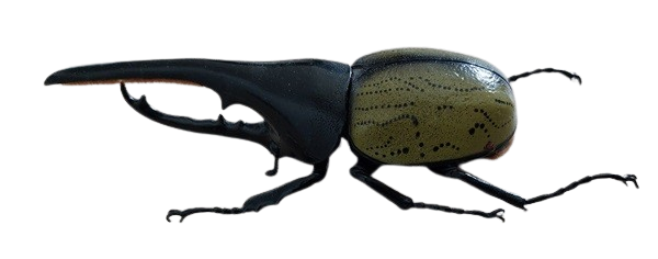 <b><i>Dynastes hercules</i></b>, DeAgostini model<br>Japanse kwaliteit (17 cm - € 50)