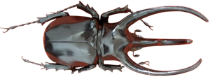 Groot kevermodel <b><i>Chalcosoma atlas</i></b> (88 cm - € 100) Gebruikt