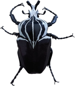 <b><i>Goliathus goliatus</i></b>, Bandai model, Japanse kwaliteit (13 cm - € 20)