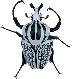 <b><i>Goliathus orientalis</i></b>, Bandai model, Japanse kwaliteit (13 cm - € 20)